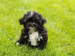 Shihpoo dogs Ivan - Ad 34