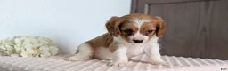 Cavapoo dogs for sale: Stella - Ad 5
