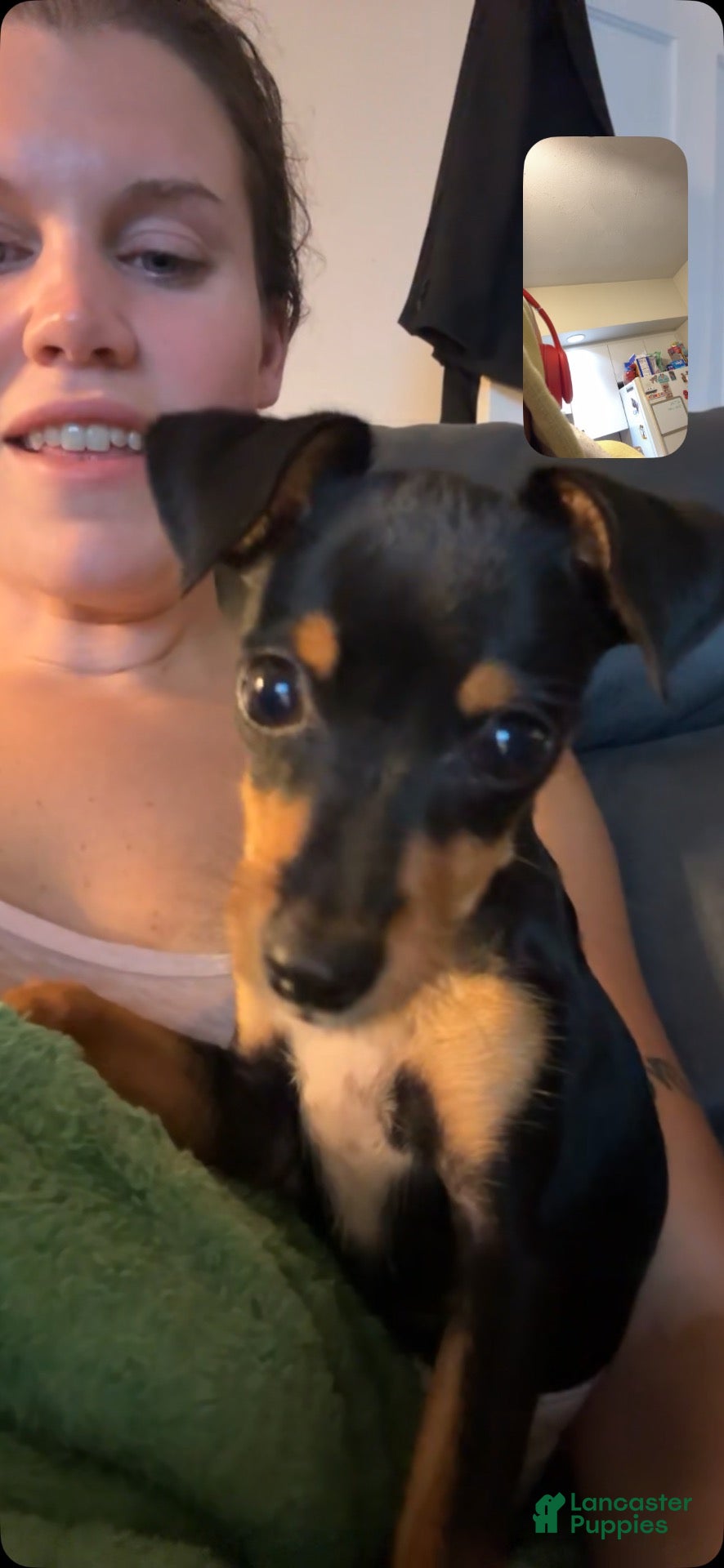 Chorkie dogs Chorkie 1 - Ad 2