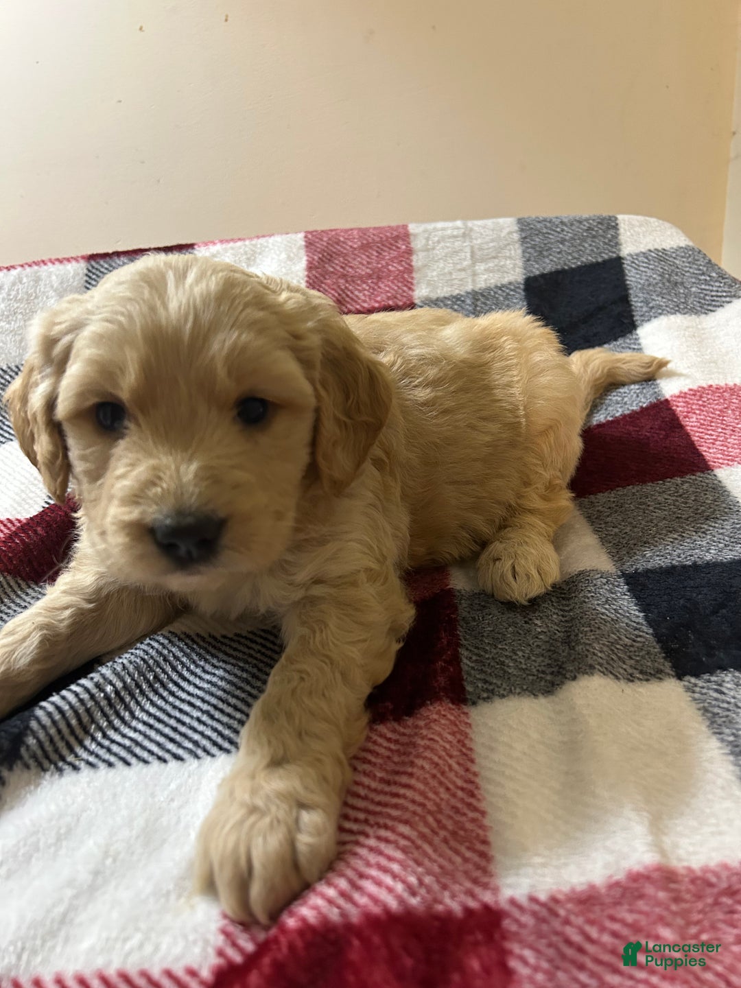 Goldendoodle dogs for sale: Goldendoodle Puppy 2 - Ad 2