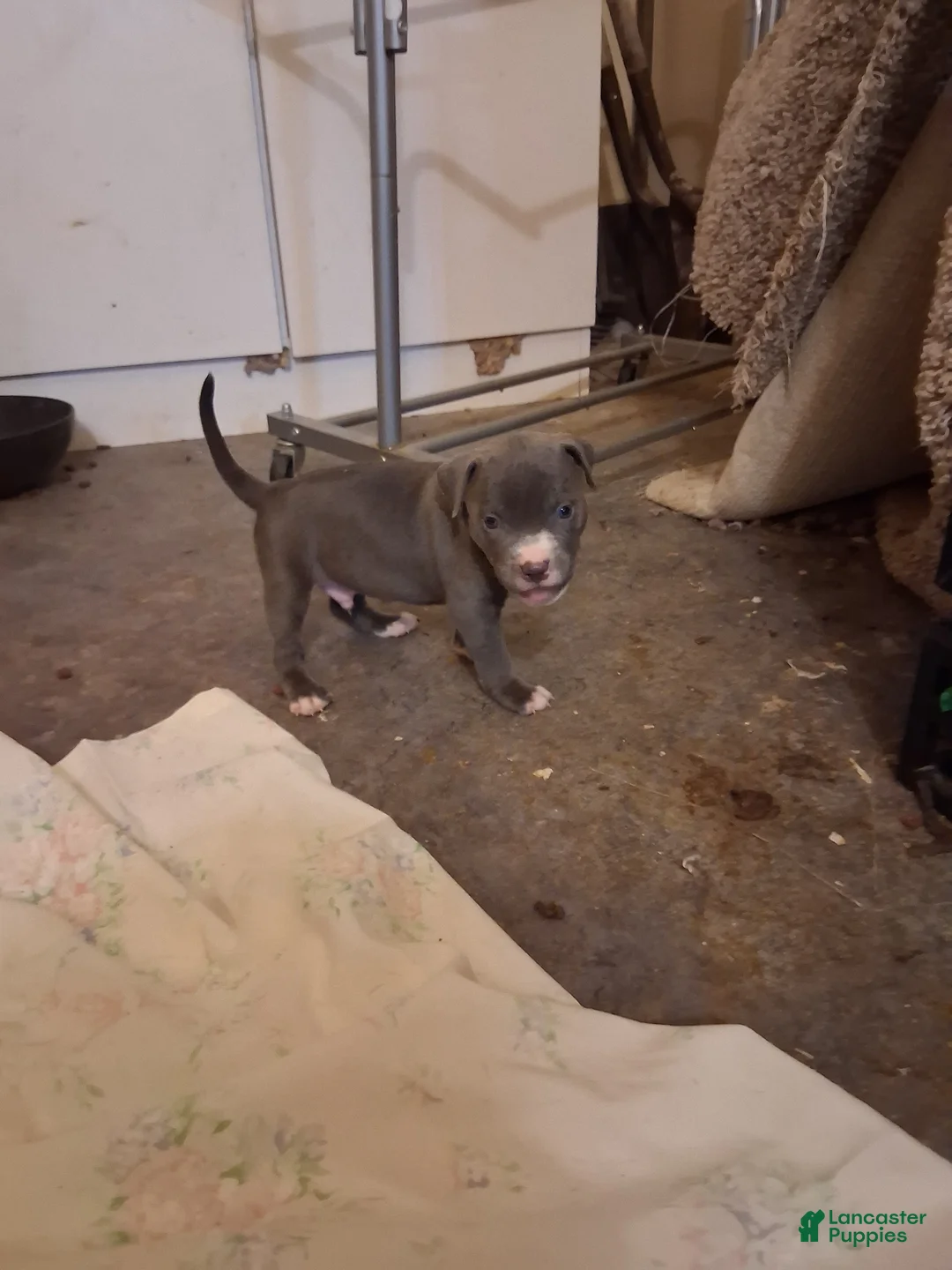 Mixed Breed dogs for sale: Ty - Ad 1