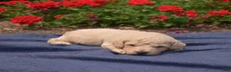 Bichpoo dogs for sale: Rugby  - Ad 6