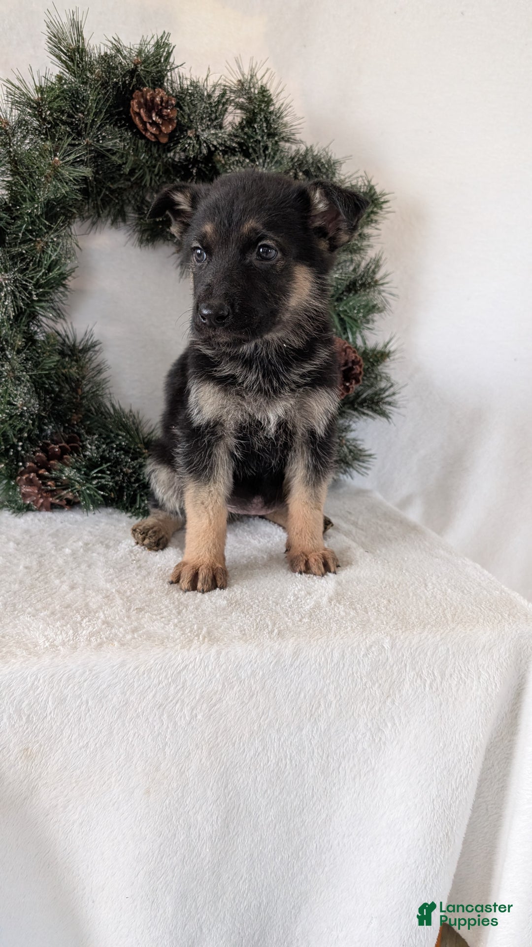 German Shepherd dogs for sale: Marla  - Ad 2