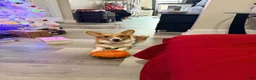 American Corgi dogs for sale: American Corgi 1 - Ad 7