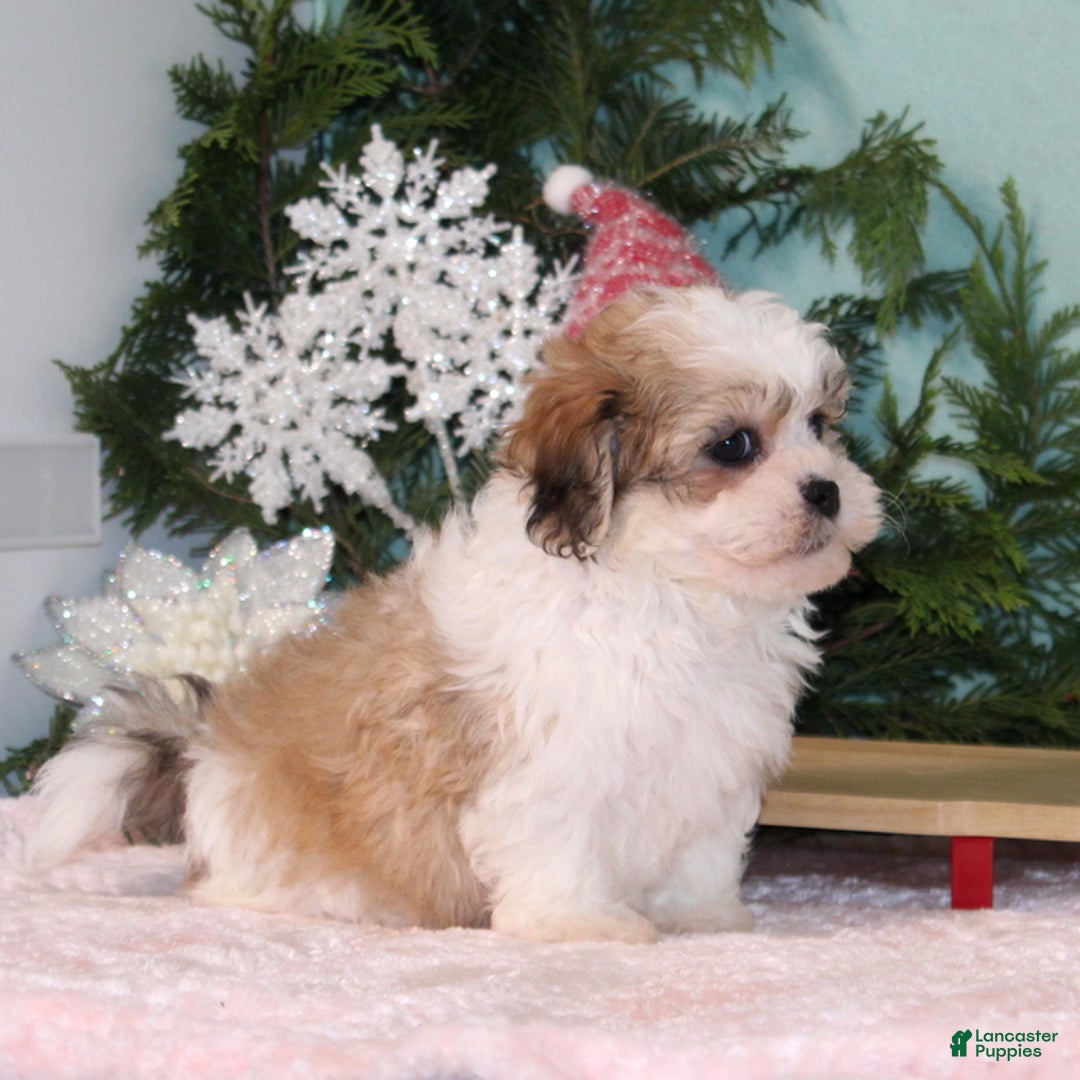 Teddy Bear dogs for sale: Kuddles - Ad 2