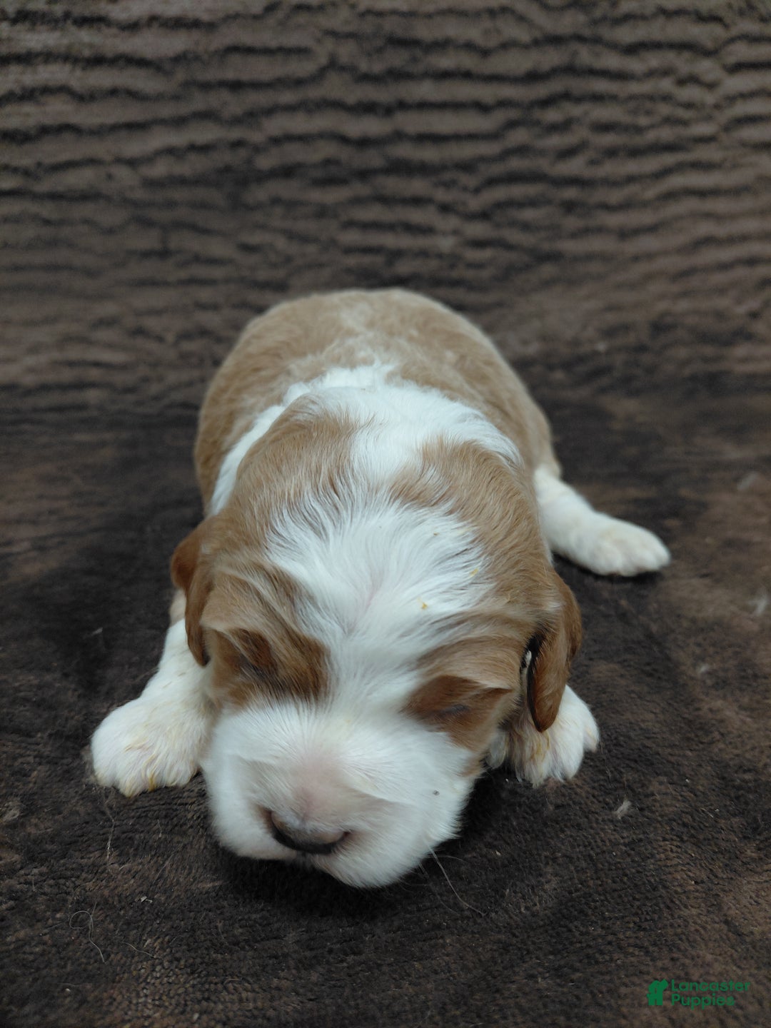 Mini Bernedoodle dogs for sale: Mr Awesome - Ad 4