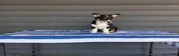 Welsh Corgi Pembroke dogs for sale: Max - Ad 5