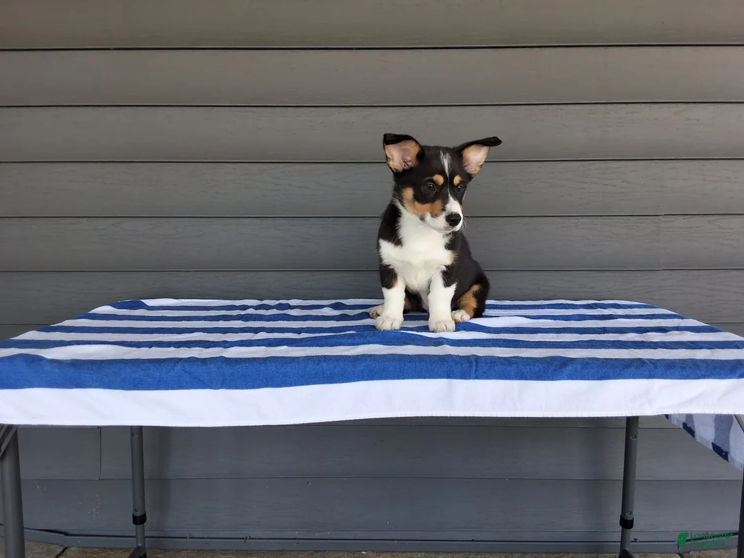 Welsh Corgi Pembroke dogs for sale: Max - Ad 5