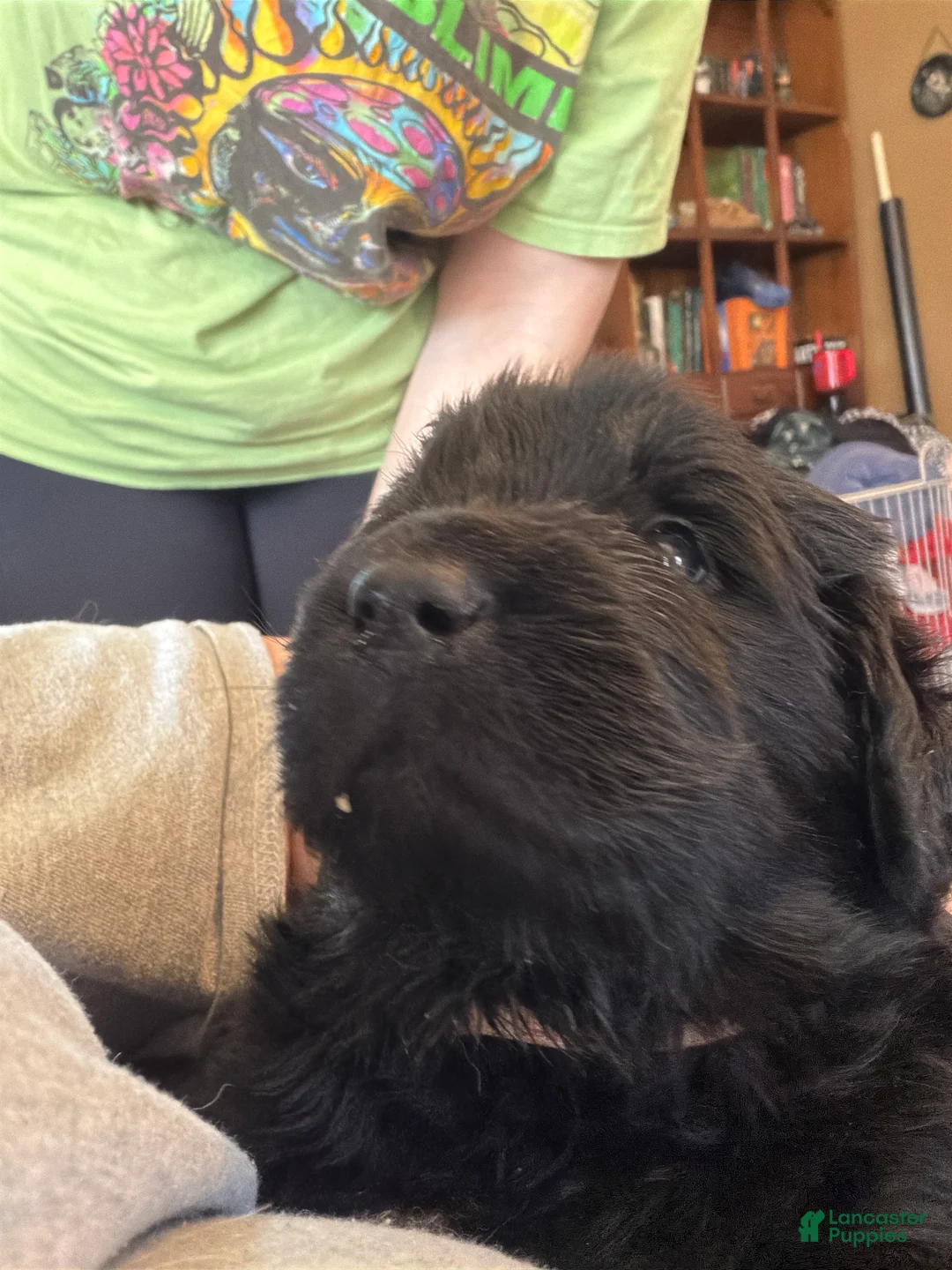 Newfoundland dogs for sale: Newfoundland Puppy 4 Aphrodite - Ad 1