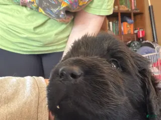 Newfoundland dogs Newfoundland Puppy 4 Aphrodite - Ad 21