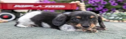 Miniature Dachshund dogs for sale: Chuck - Ad 3