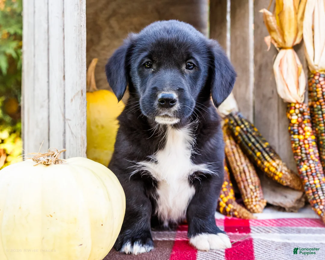 Mixed Breed dogs for sale: Randy Golden Corgi - Ad 1