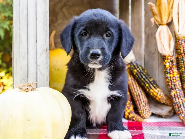 Mixed Breed dogs for sale: Randy Golden Corgi - Ad 2