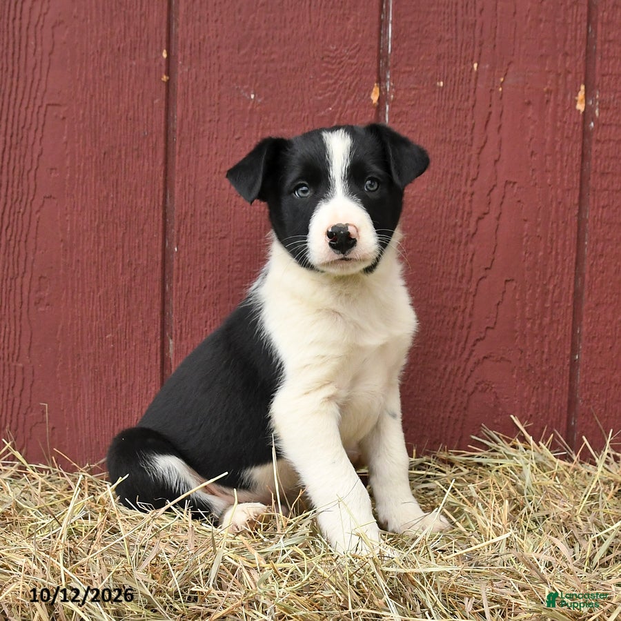 Border Collie dogs for sale: Tim - Ad 1