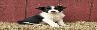 Tim