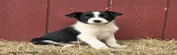 Border Collie dogs for sale: Tim - Ad 1
