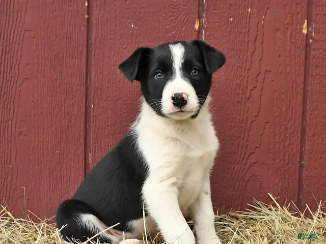 Border Collie dogs for sale: Tim - Ad 1