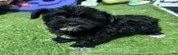 Morkie dogs for sale: Nela - Ad 5
