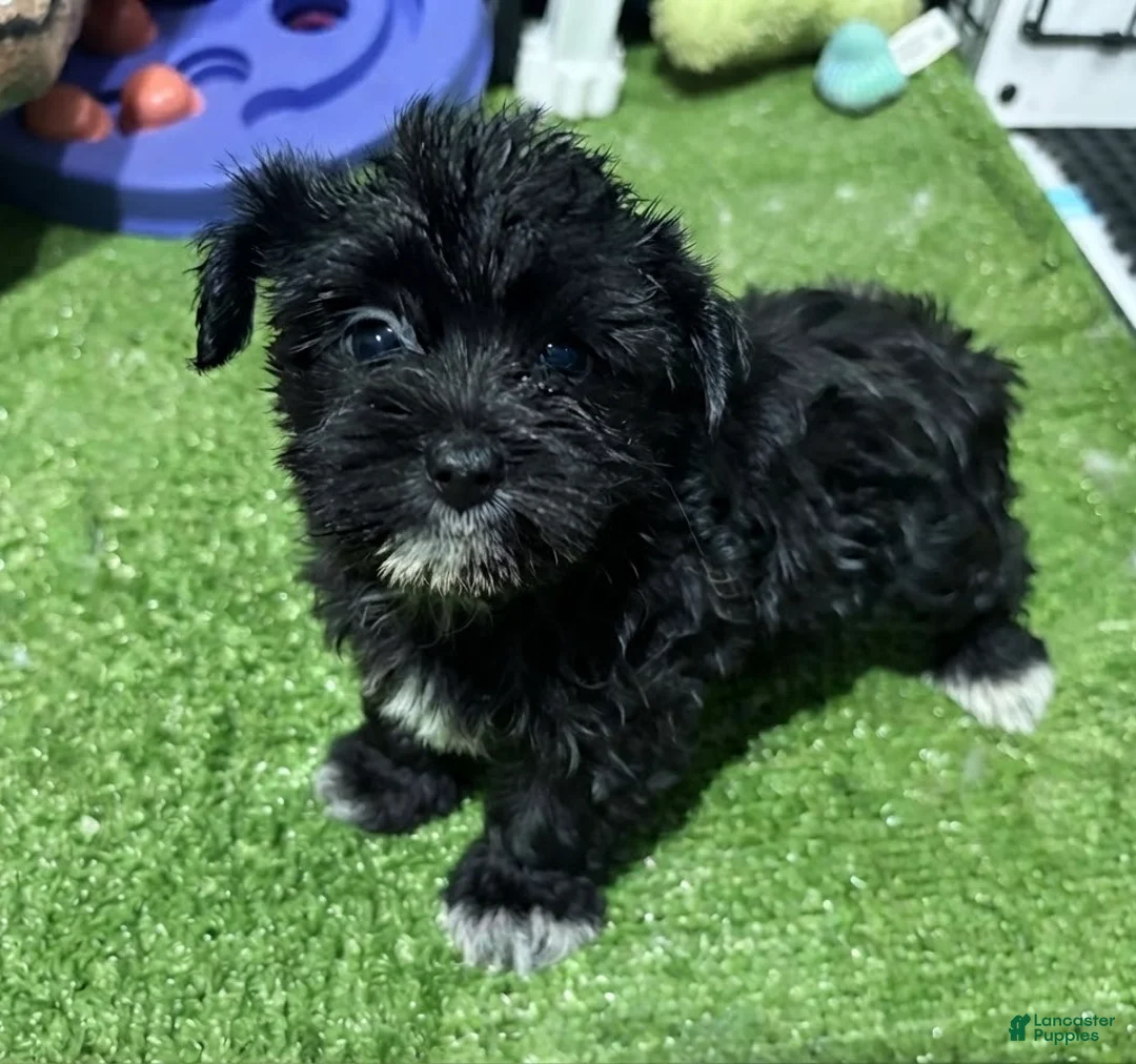 Morkie dogs for sale: Nela - Ad 5