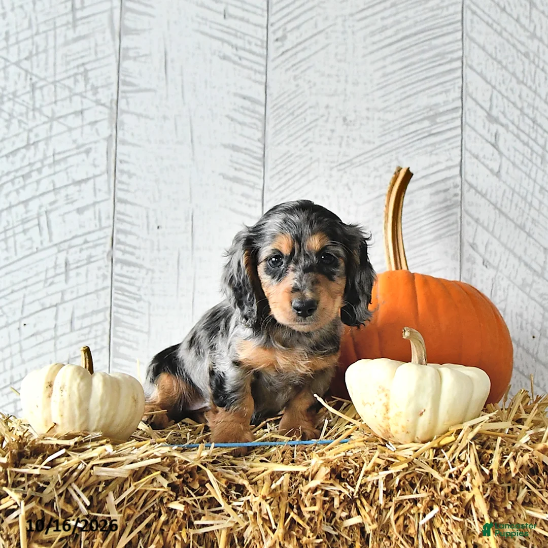 Miniature Dachshund dogs for sale: Carter - Ad 2