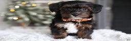 Yorkiepoo dogs for sale: Emmitt - Ad 16