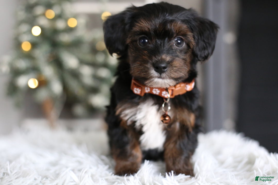 Yorkiepoo dogs for sale: Emmitt - Ad 16