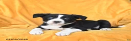 Border Collie dogs for sale: Whip Cream - Ad 1