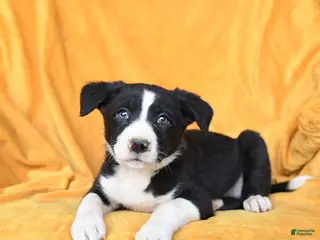 Border Collie dogs Whip Cream - Ad 28