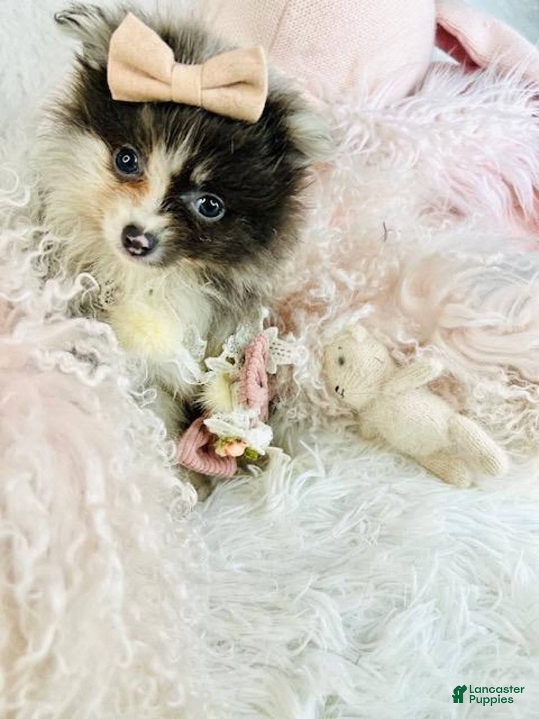 Pomeranian dogs for sale: Pomeranian Puppy 3 - Ad 1