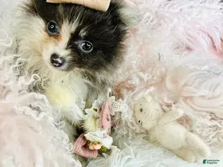 Pomeranian dogs Pomeranian Puppy 3 - Ad 23