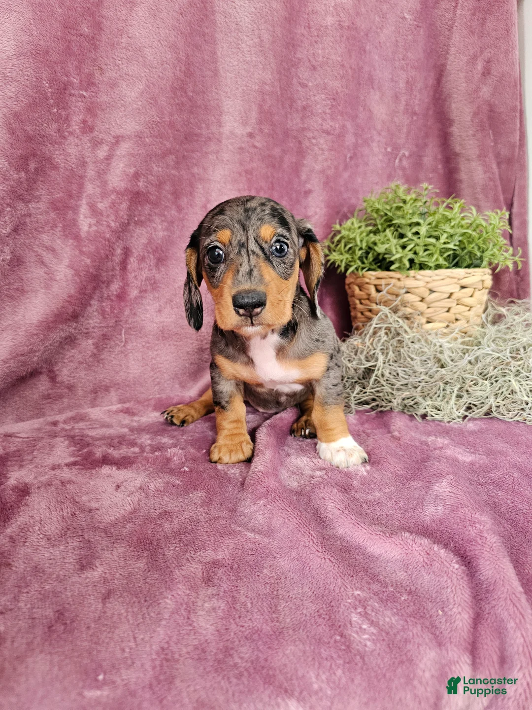 Dachshund dogs for sale: Macey - Ad 12