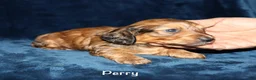 Miniature Dachshund dogs for sale: Perry - Ad 2