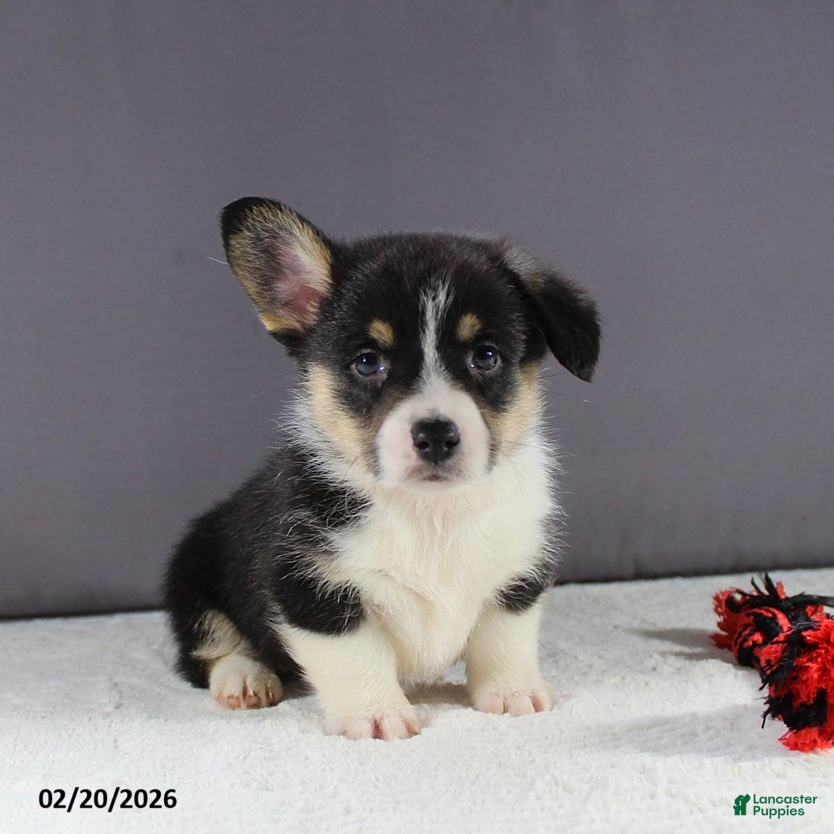 Welsh Corgi Pembroke dogs Bella   - Ad 1