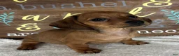 Dachshund dogs for sale: Daisey - Ad 1