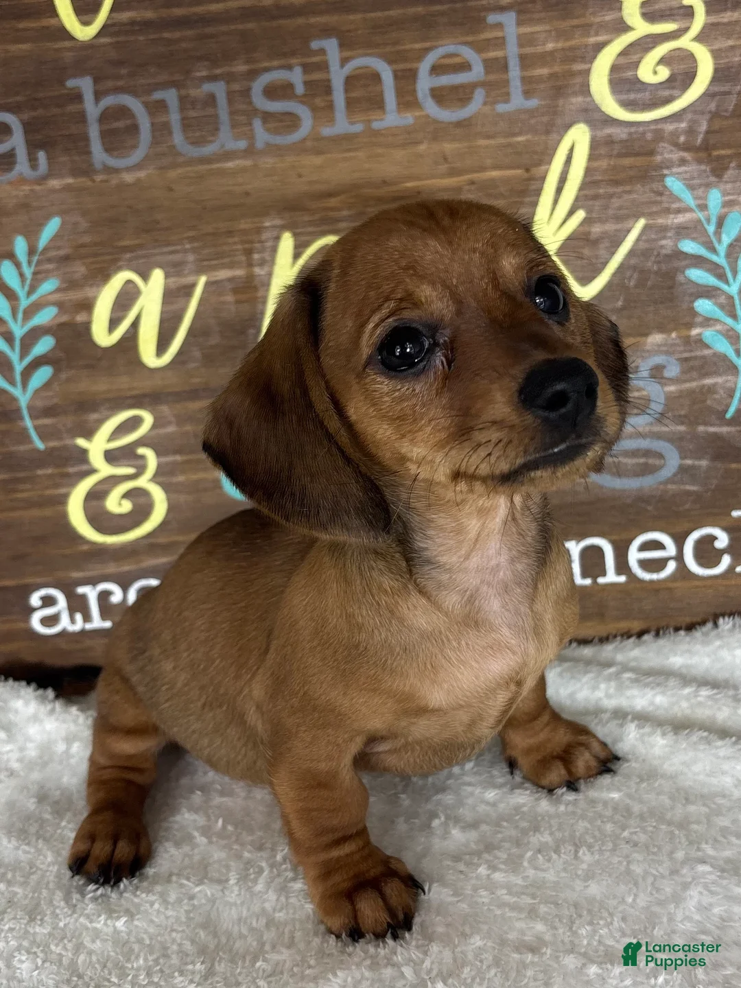 Dachshund dogs for sale: Daisey - Ad 1