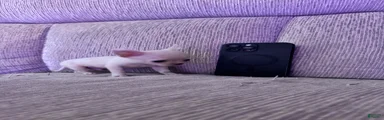 Chihuahua 2