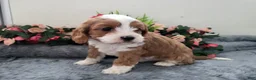 Cavapoo dogs for sale: Carmel - Ad 2