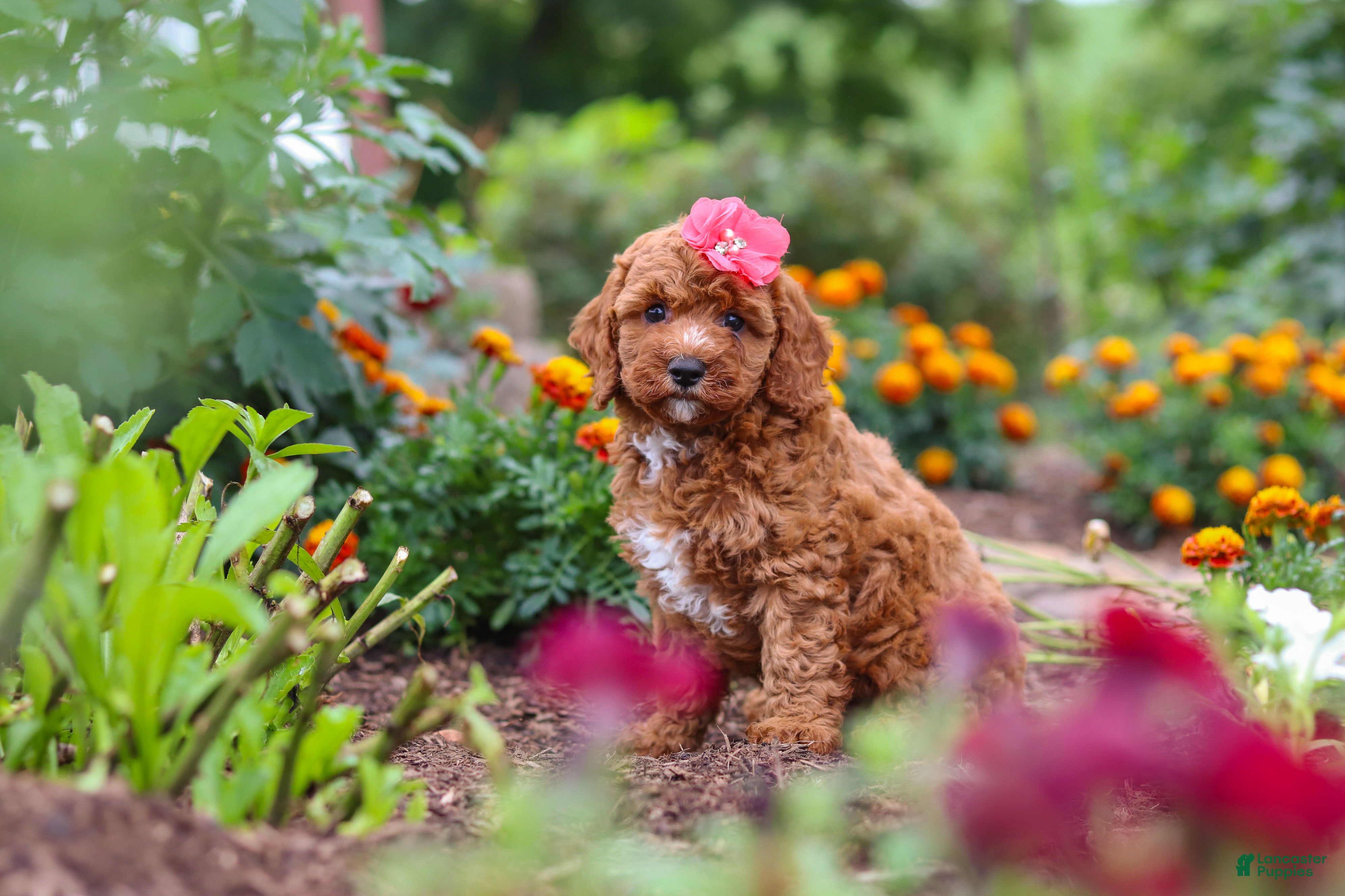 Cavapoo dogs Aspen - Ad 1