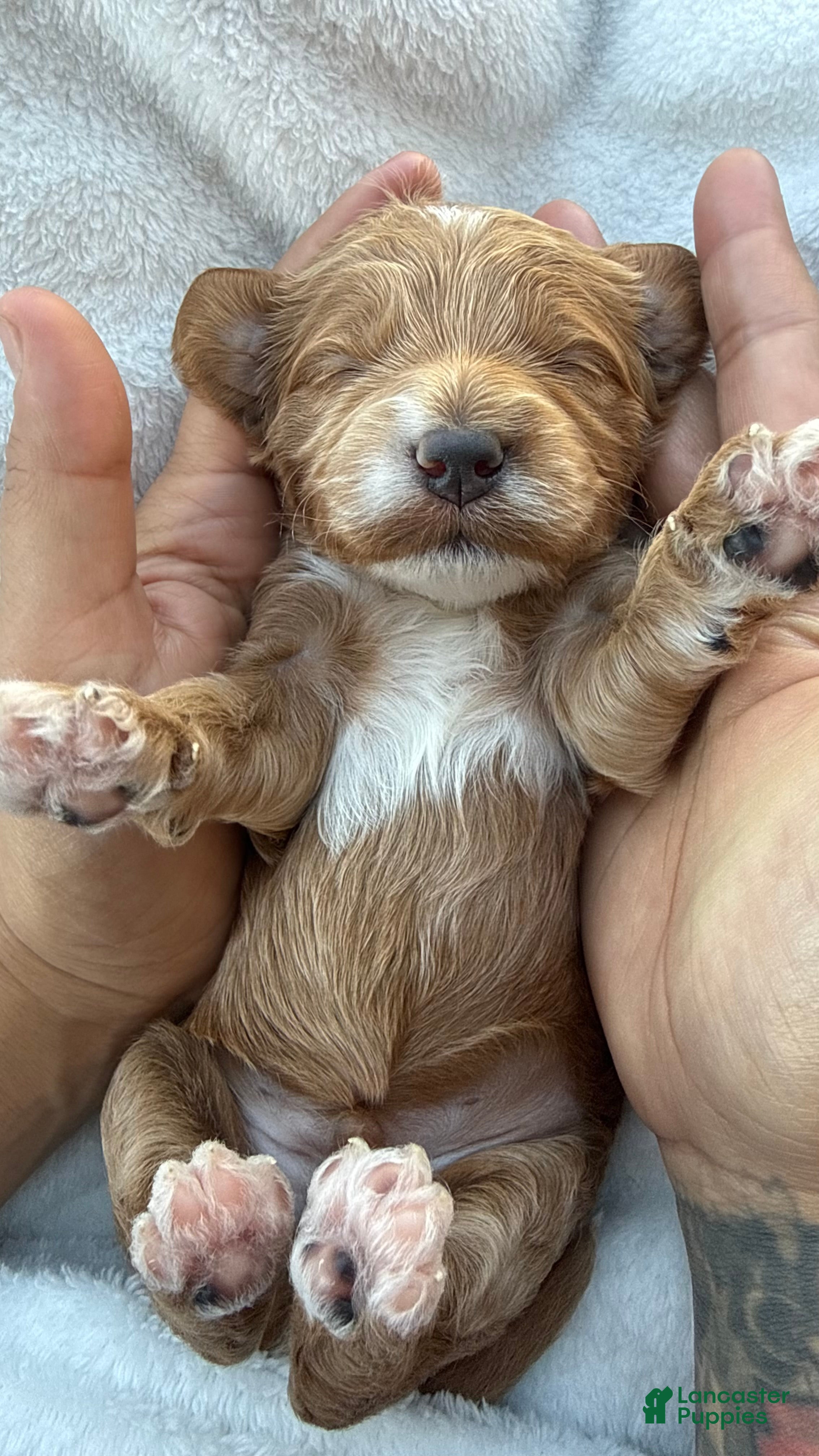 Mini Goldendoodle dogs Mini Goldendoodle Puppy 2 - Ad 7