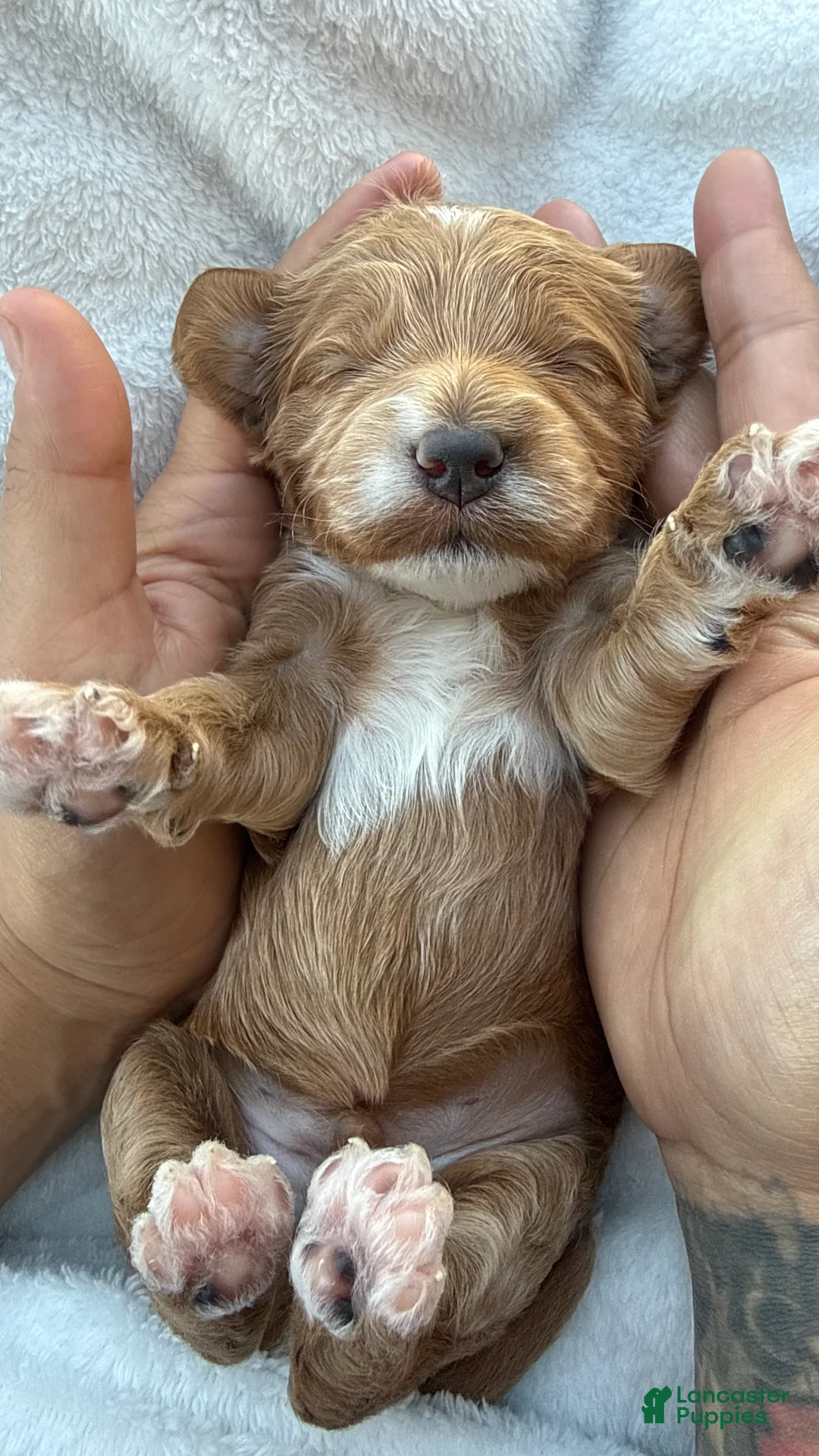 Mini Goldendoodle dogs for sale: Mini Goldendoodle Puppy 2 - Ad 1