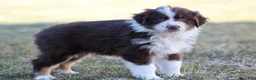 Australian Shepherd dogs for sale: Maisy  - Ad 3