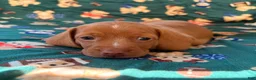 Miniature Dachshund dogs for sale: THOR - Ad 3