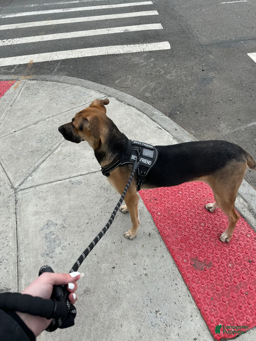 German Shepherd dogs for sale: German Shepherd Puppy 1 - Ad 4