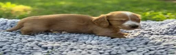 Miniature Dachshund dogs for sale: Dark cream - Blaze - Ad 10