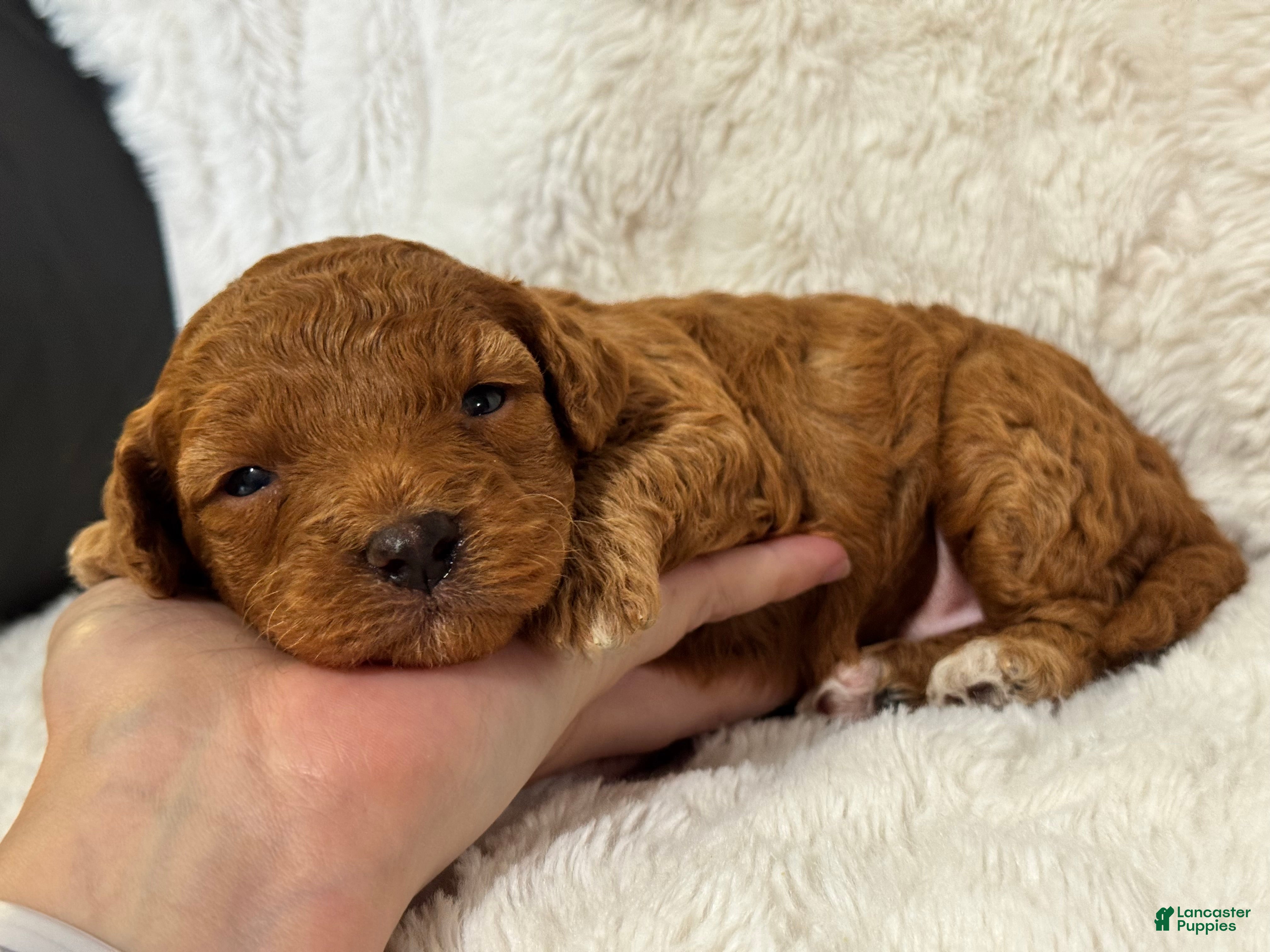 Cavapoo dogs Sunny - Ad 40