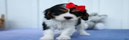 Cavalier King Charles Spaniel dogs for sale: Winston 🐶 - Ad 7