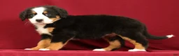 Bernese Mountain Dog dogs for sale: Fern - Ad 8