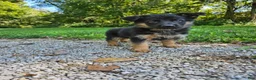 German Shepherd dogs for sale: Sosha - Ad 3