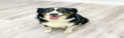 Miniature Australian Shepherd dogs for sale: Daisy - Ad 6
