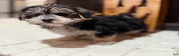 Morkie dogs for sale: 1 Greg - Ad 6